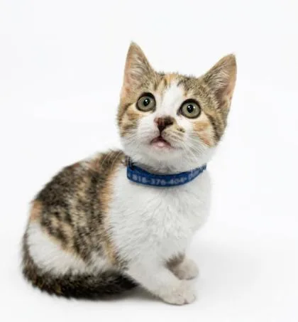 A baby small-sized female Domestic Short Hair cat named Doctor Nibbles for adoption in Cumming, GA