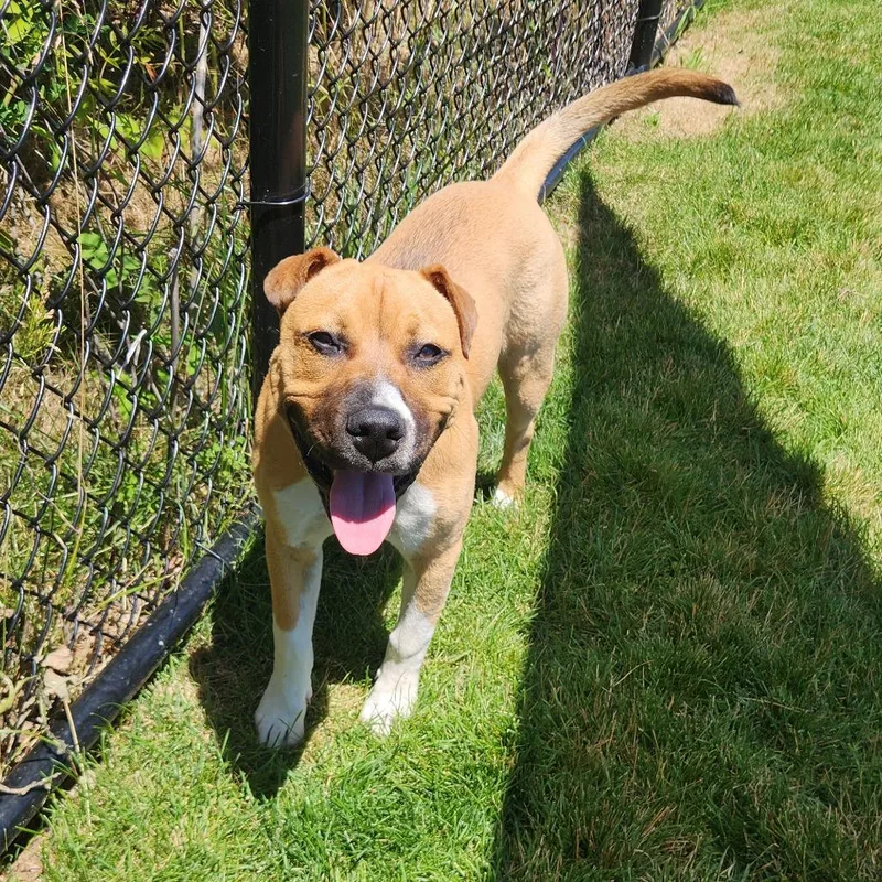 A young medium-sized male Yellow / Tan / Blond / Fawn Boxer dog named Delaware for adoption in Fort Wayne, IN