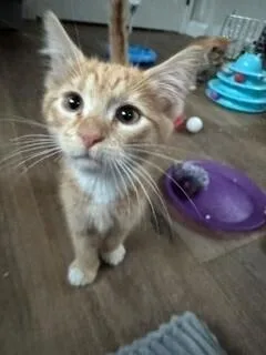 A baby medium-sized male Domestic Short Hair cat named Jasper for adoption in Lafayette, CO