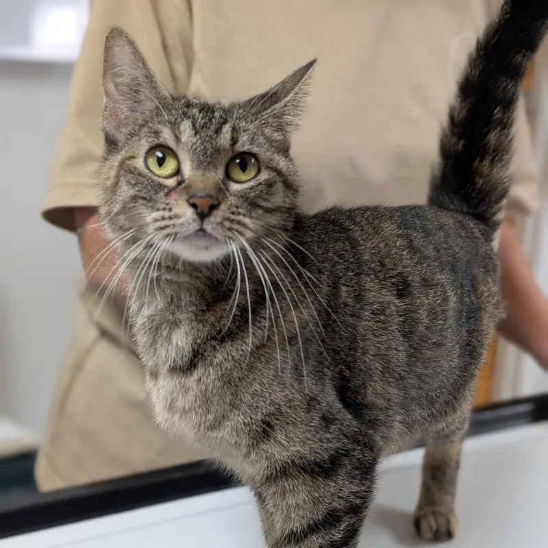 An adult medium-sized female Brown / Chocolate Domestic Short Hair cat named Molly for adoption in Canton, IL