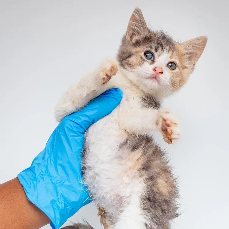 A baby small-sized female Gray / Blue / Silver Domestic Short Hair cat named Mood Board for adoption in Hattiesburg, MS