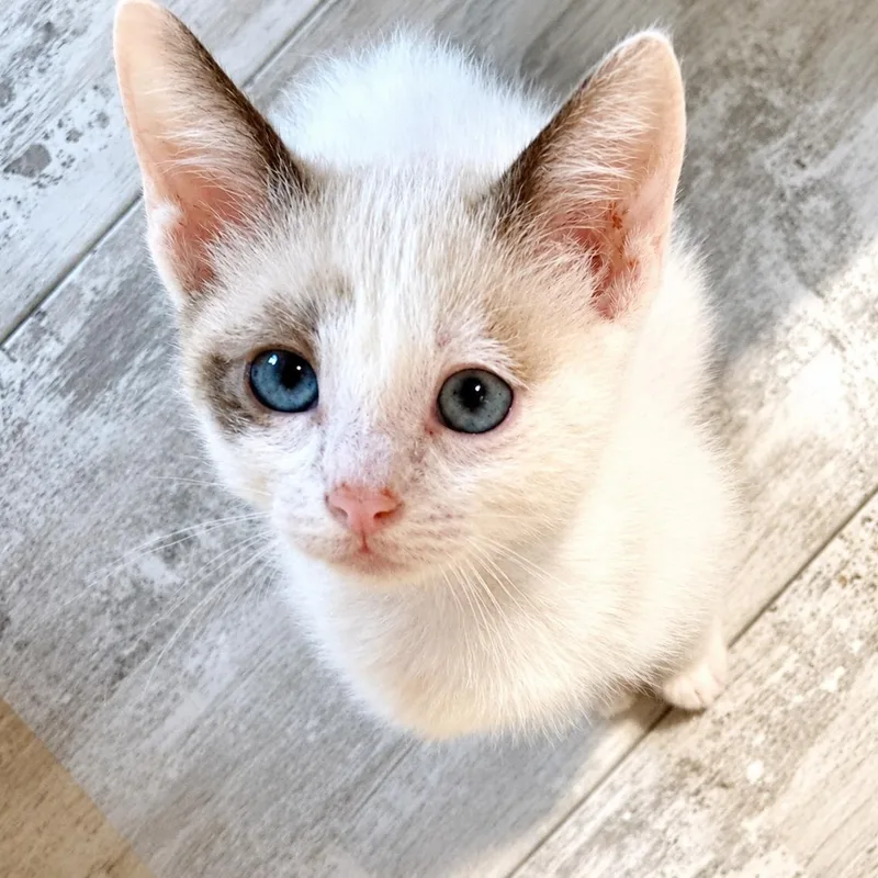 A baby medium-sized male Cream / Ivory Siamese cat named Denver for adoption in Houston, TX