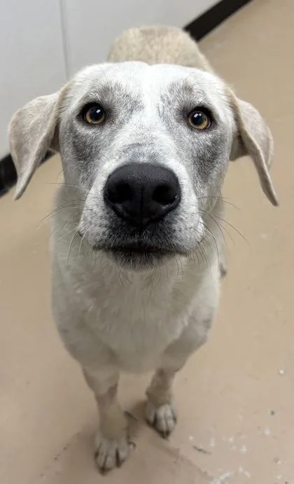 An adult medium-sized male Great Pyrenees dog named Rolo for adoption in Phoenix, AZ
