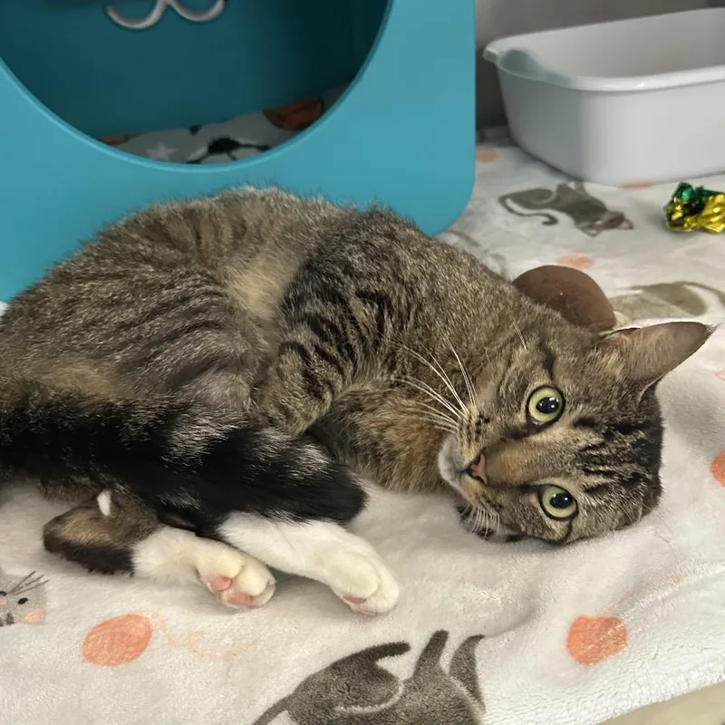 An adult medium-sized female Brown / Chocolate Domestic Short Hair cat named Nisha for adoption in Titusville, FL