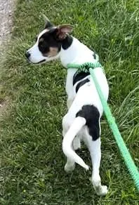 A baby medium-sized female Mixed Breed dog named Nelly for adoption in Madison, NJ