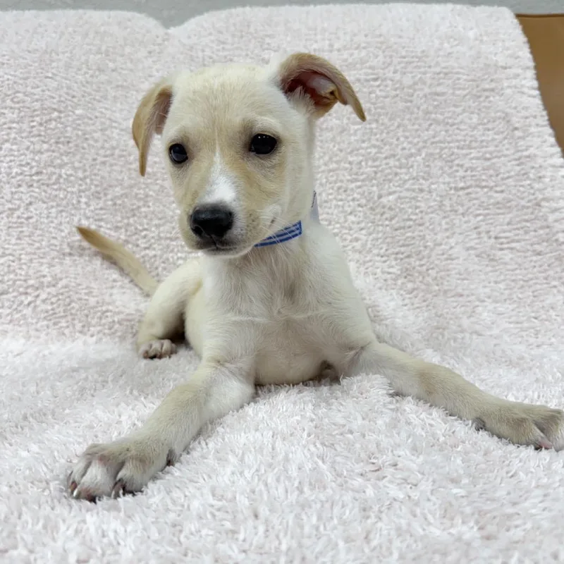 A baby small-sized female White / Cream Labrador Retriever dog named 850 (2026) for adoption in Parker, CO