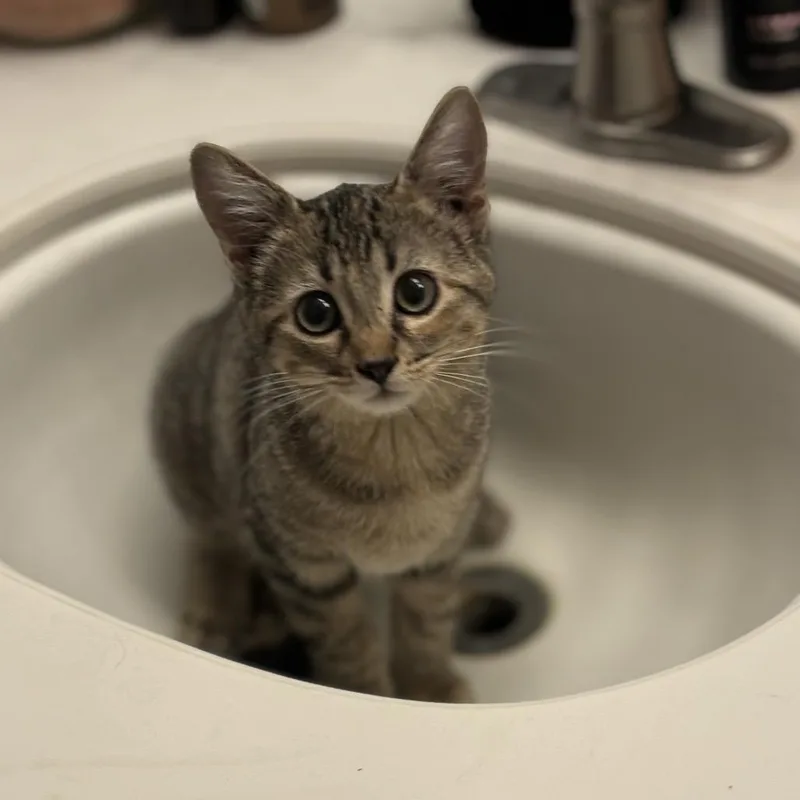 A baby small-sized female Domestic Short Hair cat named Abby for adoption in Kerrville, TX