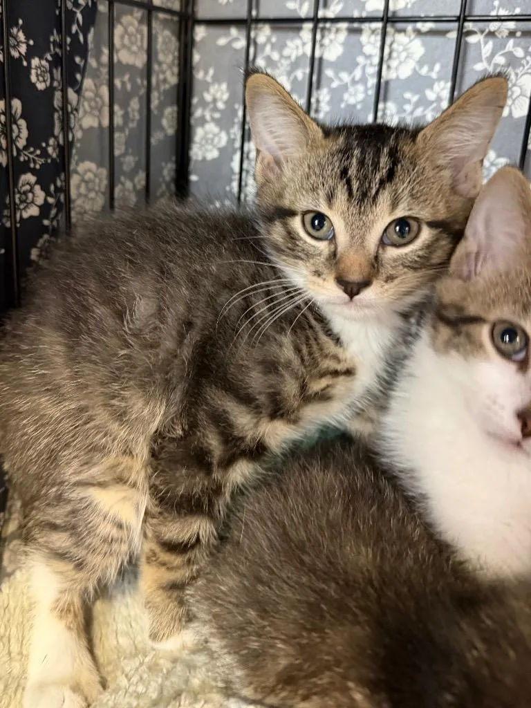 A baby medium-sized male Domestic Short Hair cat named Flannel Shirt for adoption in Cincinnati, OH