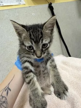 A baby small-sized female Domestic Short Hair cat named Sushi Roll for adoption in Honolulu, HI