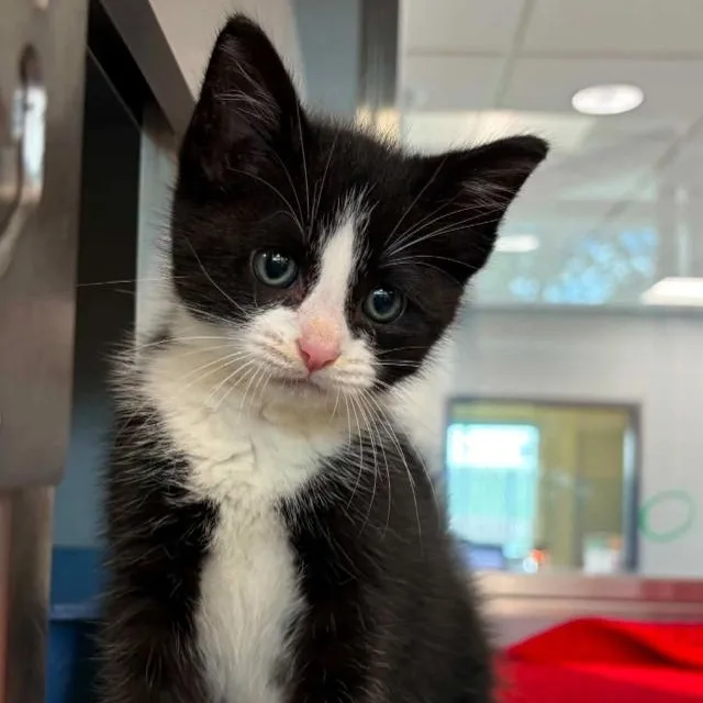 A baby medium-sized male Black & White / Tuxedo Domestic Short Hair cat named Leo for adoption in Nevada, MO