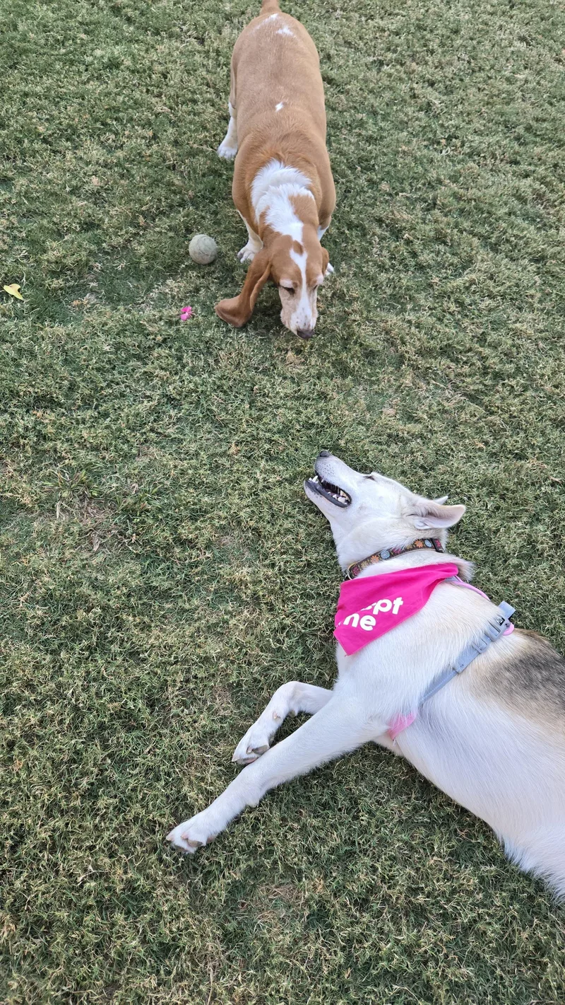 A young medium-sized female Husky dog named CeeCee for adoption in Thousand Oaks, CA