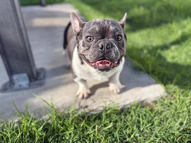 An adult medium-sized male French Bulldog dog named Hulk for adoption in Fairfield, CA