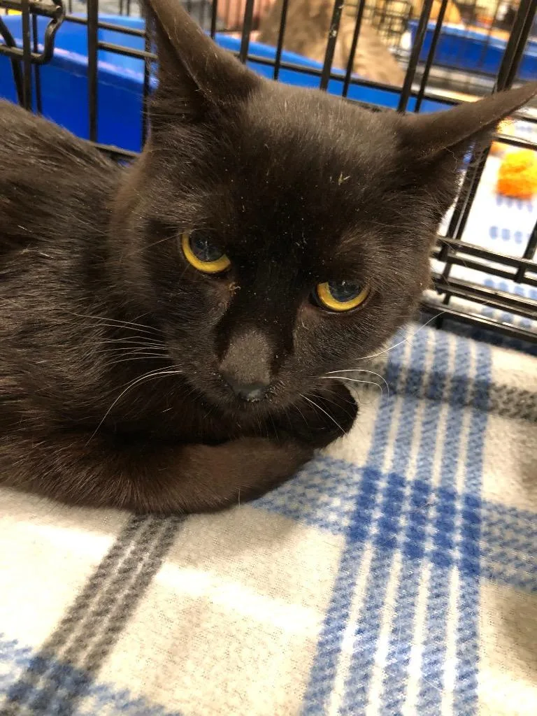 An adult small-sized female Domestic Short Hair cat named Lucy for adoption in Plattsburgh, NY
