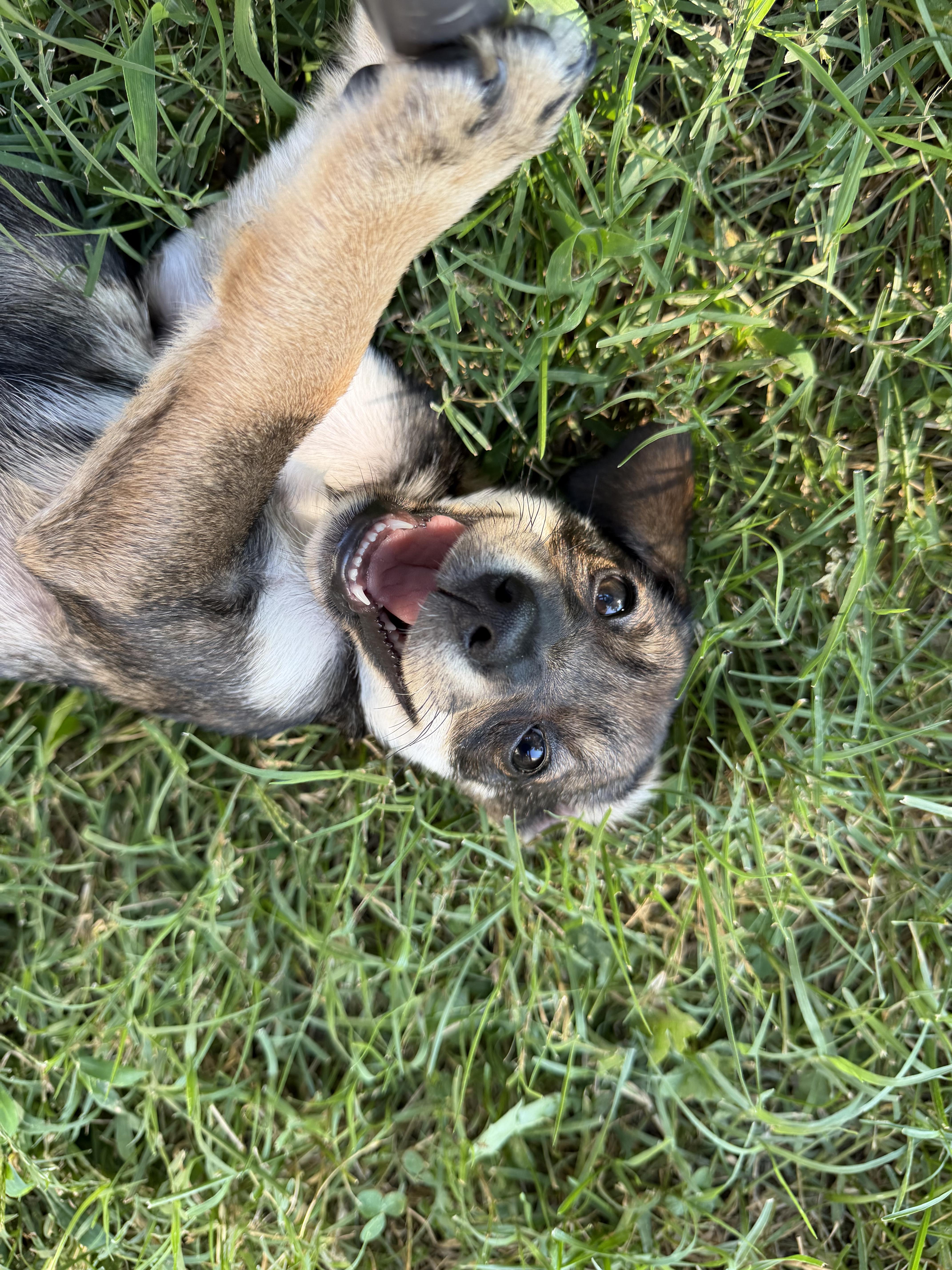 A baby medium-sized female Hound dog named Five for adoption in Richmond, VA