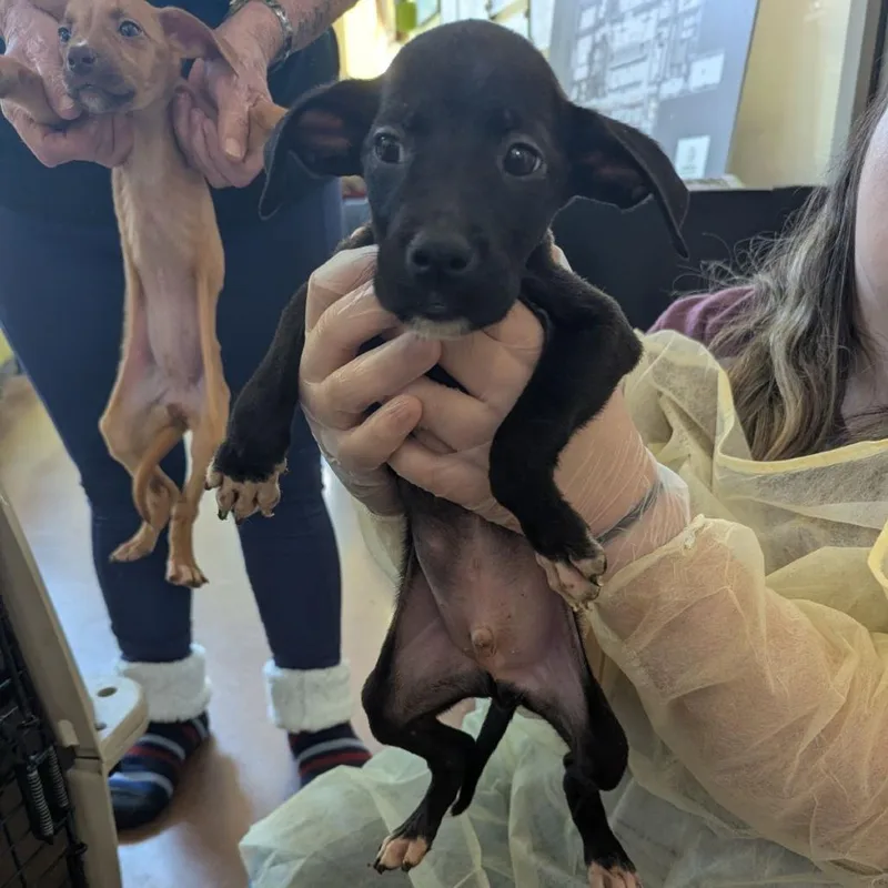 A baby small-sized male Black Mixed Breed dog named Professor Plum for adoption in Lynchburg, VA