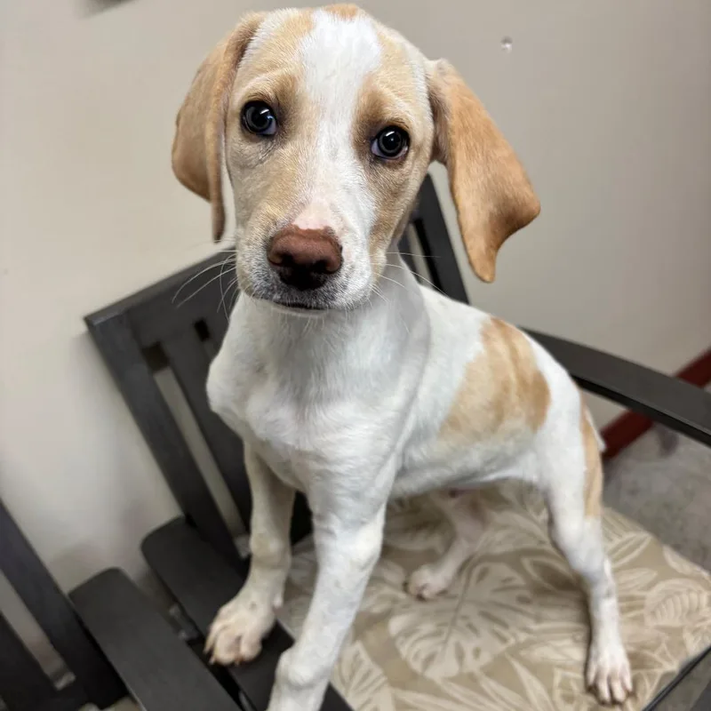 A baby small-sized male Yellow / Tan / Blond / Fawn Hound dog named Quin Pcfcstray for adoption in Falmouth, KY