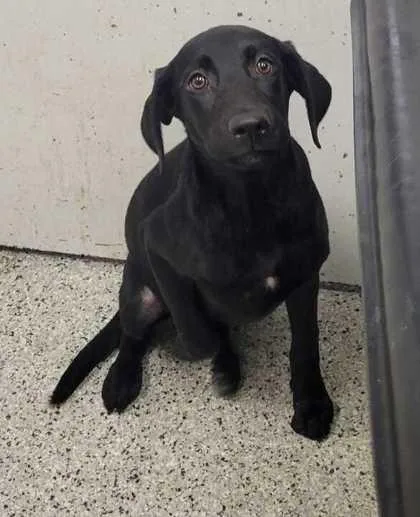A baby medium-sized female Black Labrador Retriever dog named Peony for adoption in Kansas City, MO