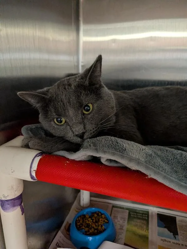 An adult large-sized male Gray / Blue / Silver Domestic Short Hair cat named Speedy for adoption in Cincinnati, OH