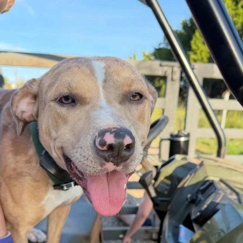 A young large-sized female Yellow / Tan / Blond / Fawn Catahoula Leopard Dog named Quinn for adoption in  Perry, OK