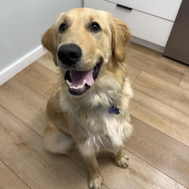 A young large-sized male Golden Retriever dog named Cody for adoption in Chesapeake, VA