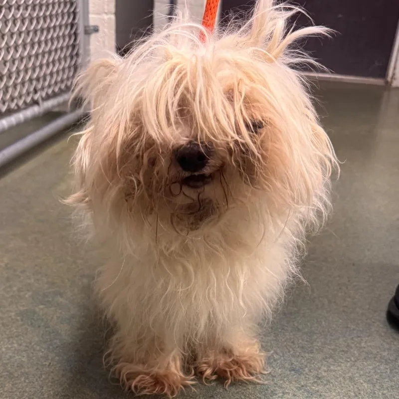 A senior small-sized male White / Cream Maltese dog named Hansel for adoption in Birdsboro, PA
