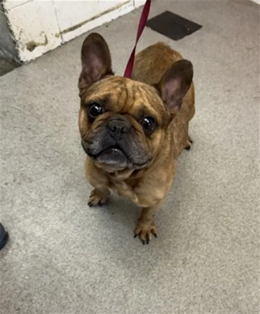 An adult medium-sized male French Bulldog dog named Rocket for adoption in San Bernardino, CA