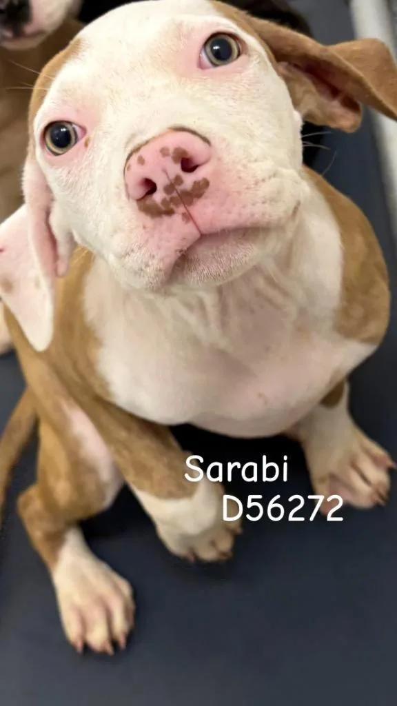 A baby small-sized female Pit Bull Terrier dog named Sarabi for adoption in Clarksville, TN