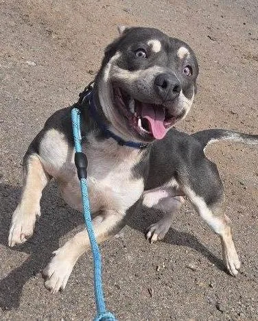 An adult medium-sized male Gray / Blue / Silver American Bully dog named Nugget for adoption in Bloomfield, NJ