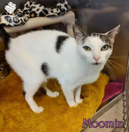 An adult small-sized female Domestic Short Hair cat named Moomin for adoption in Heath, OH