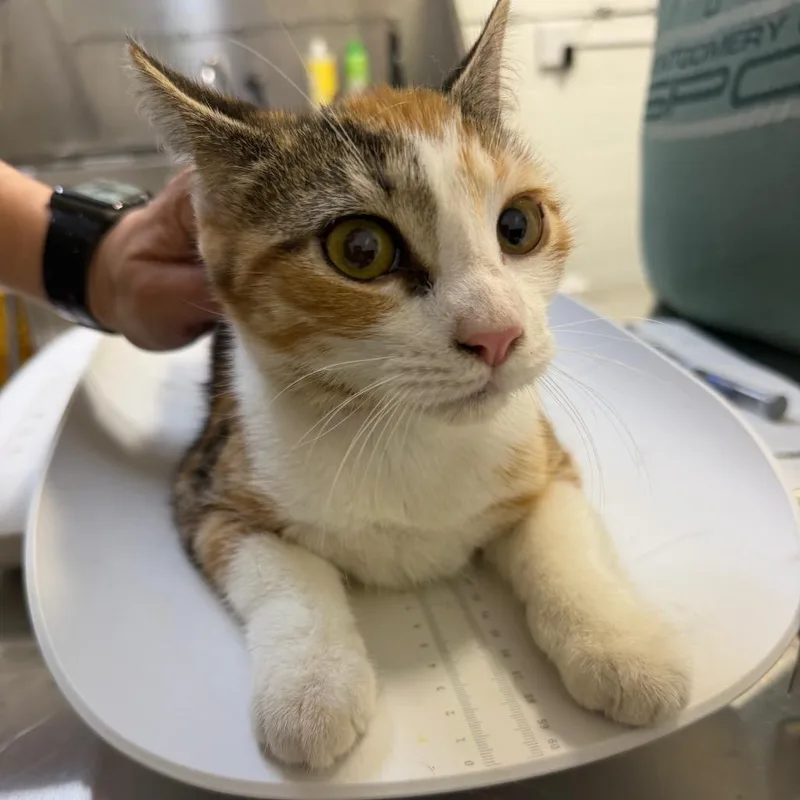 A young medium-sized female Torbie Domestic Short Hair cat named Jimmies for adoption in Perkiomenville, PA