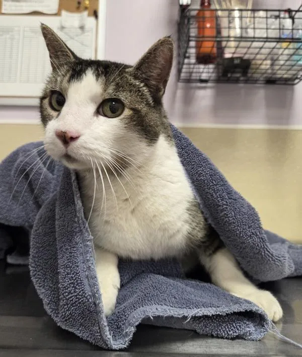 A senior medium-sized male Domestic Short Hair cat named Mister Walnut for adoption in Vancouver, WA