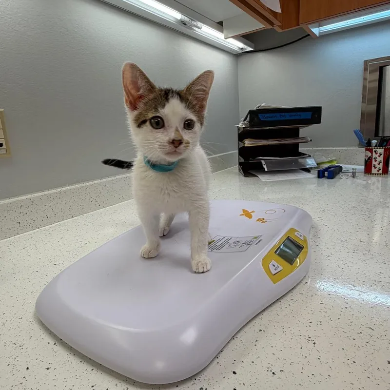 A baby small-sized male White Turkish Van cat named Lollygag for adoption in Wichita, KS
