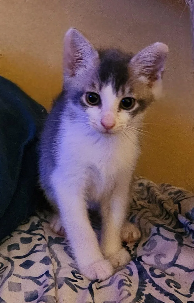A baby medium-sized female White Domestic Short Hair cat named Chevelle for adoption in Longwood, FL