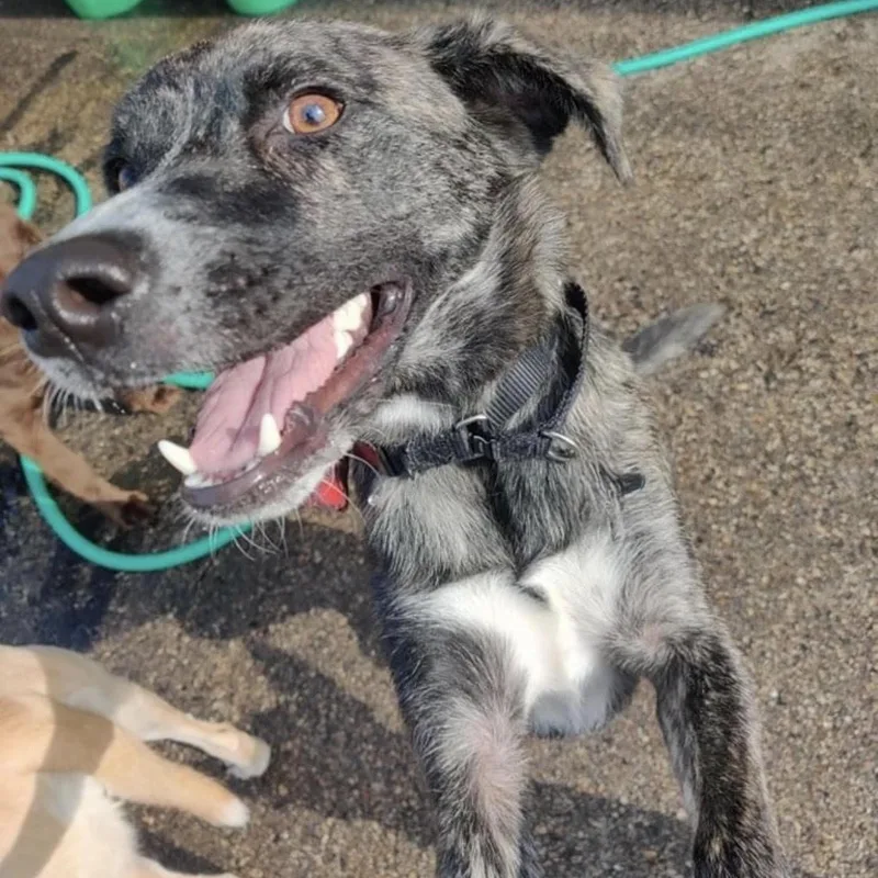 An adult medium-sized male Brindle Mountain Cur dog named Streamer for adoption in Racine, WI