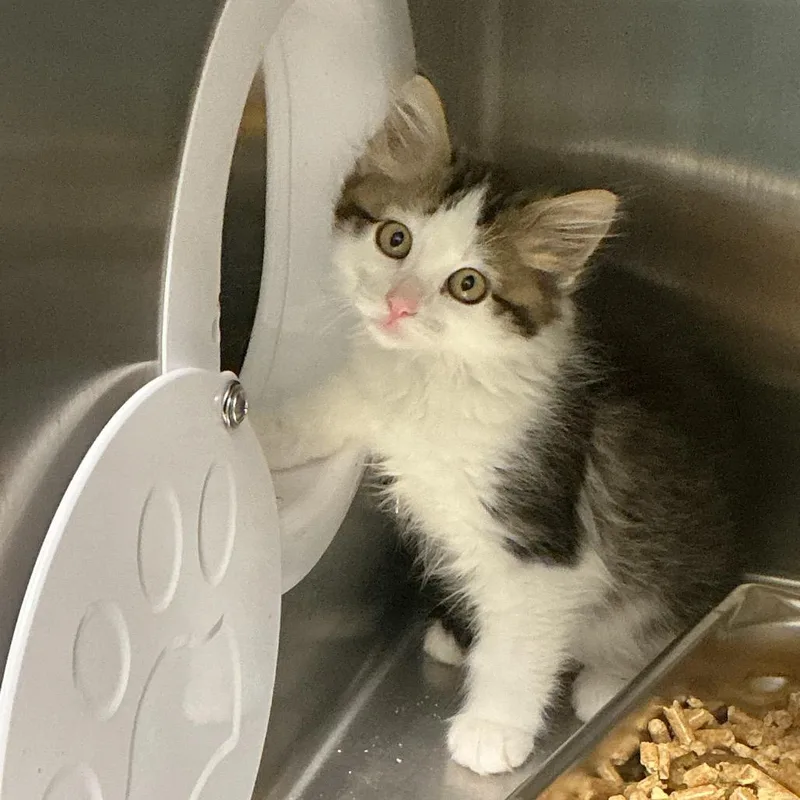 A baby small-sized female Domestic Medium Hair cat named Magda for adoption in Horn Lake, MS