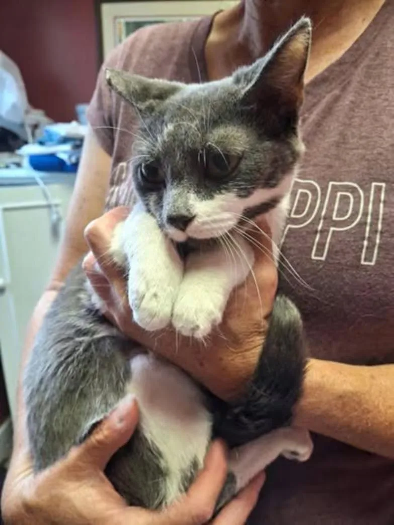 A young small-sized female Domestic Short Hair cat named Grace for adoption in Monterey, VA