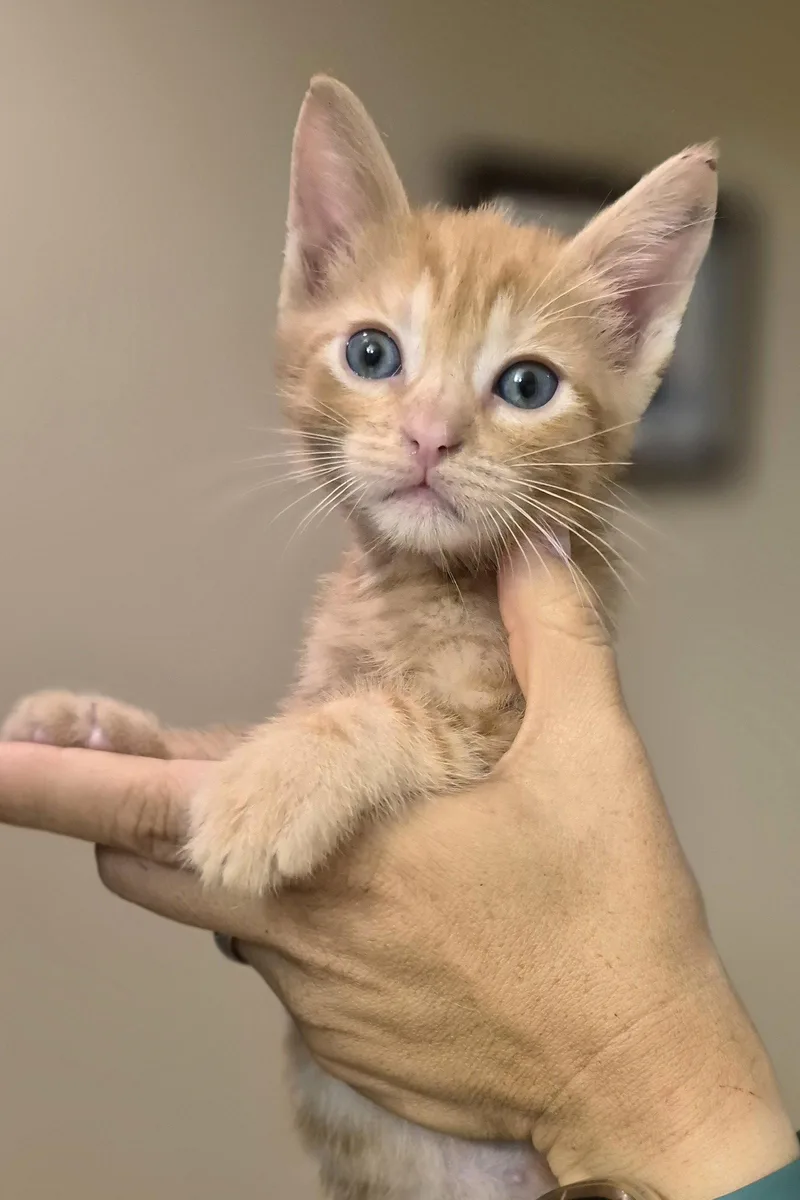 A baby medium-sized male Orange / Red Domestic Short Hair cat named Tundra for adoption in Rosenberg, TX