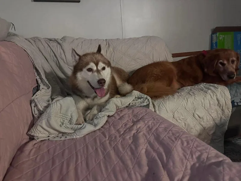 An adult medium-sized male Siberian Husky dog named Sampson for adoption in Stuart, VA