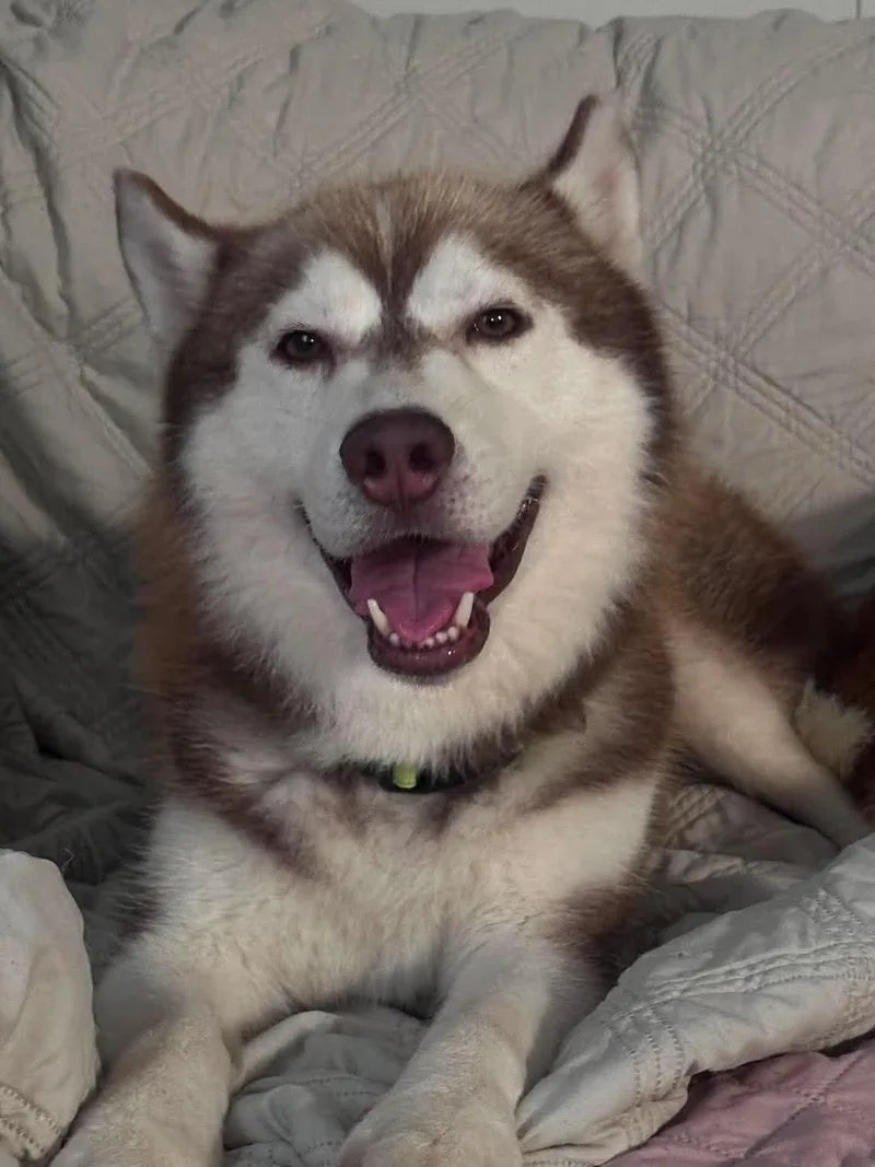 Sampson thumbnail 4