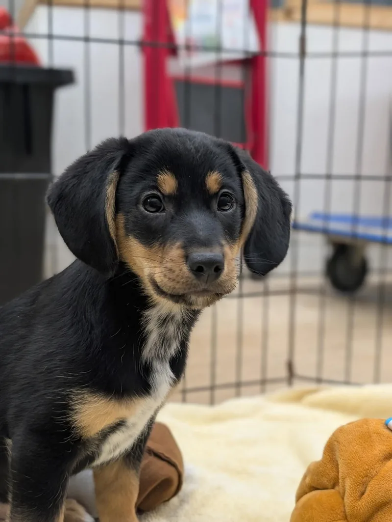 Puppy Cade