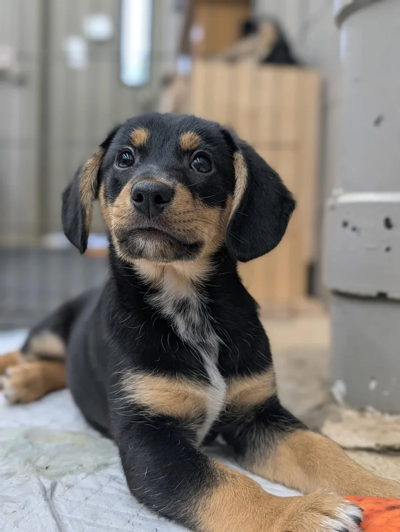 Puppy Cade thumbnail 2
