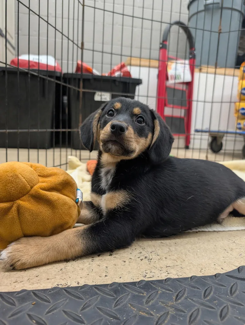 Puppy Cade thumbnail 3