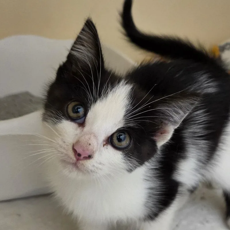 A baby medium-sized female Black Domestic Short Hair cat named Cupcake for adoption in Zanesville, OH