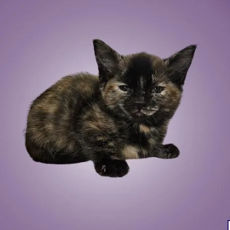 A baby small-sized female Black Domestic Short Hair cat named Tofu for adoption in Austin, TX