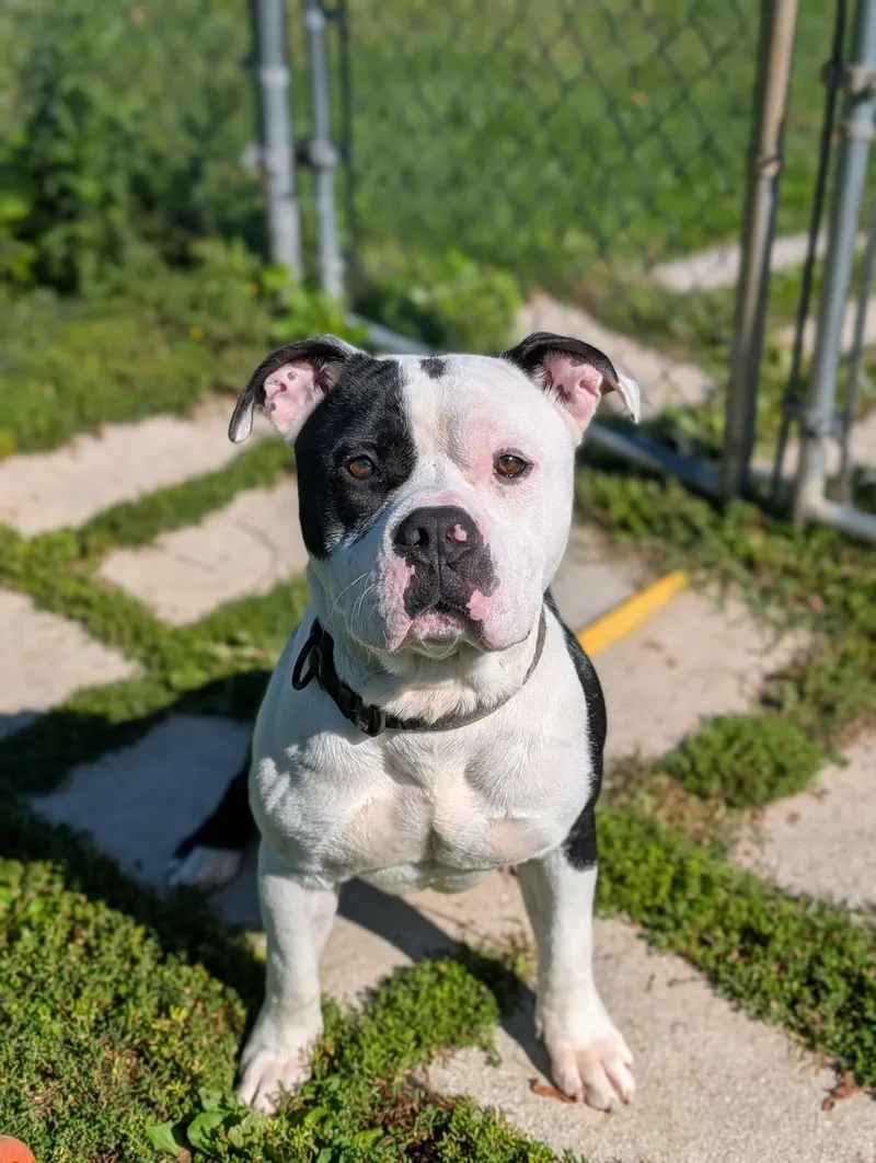 An adult large-sized male Black Bulldog dog named Rocky for adoption in Chambersburg, PA