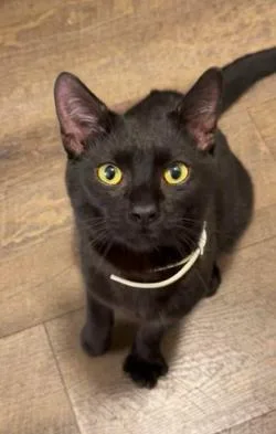 A young medium-sized male Black Domestic Short Hair cat named Miya for adoption in New Albany, OH