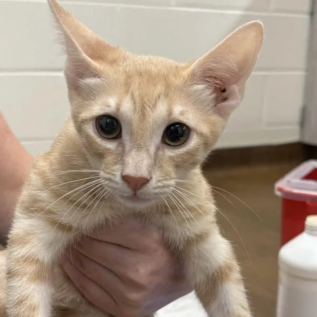 A baby small-sized male Orange / Red Domestic Short Hair cat named Chester for adoption in Beaumont, TX