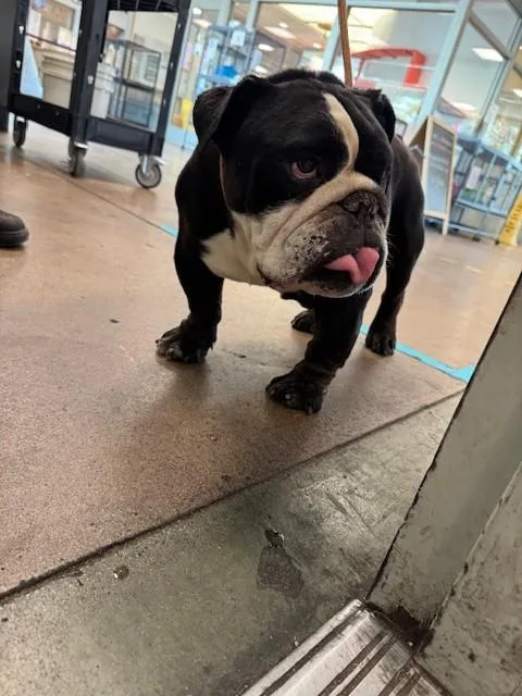 An adult medium-sized male English Bulldog dog named Debo for adoption in Van Nuys, CA