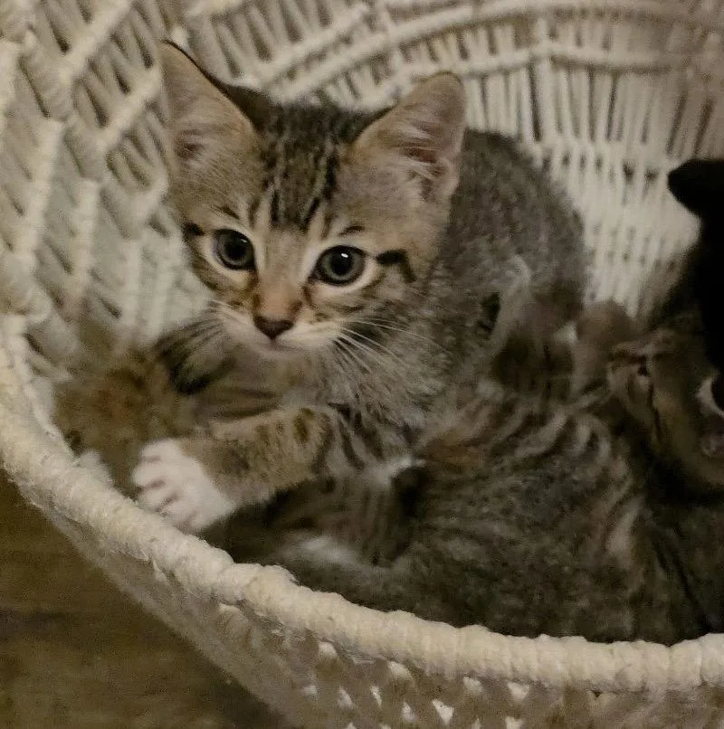 A baby medium-sized female Domestic Short Hair cat named Susan for adoption in Campbell, CA