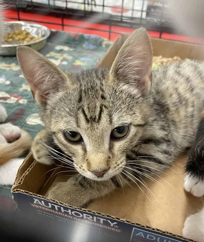 Carlotta thumbnail 2